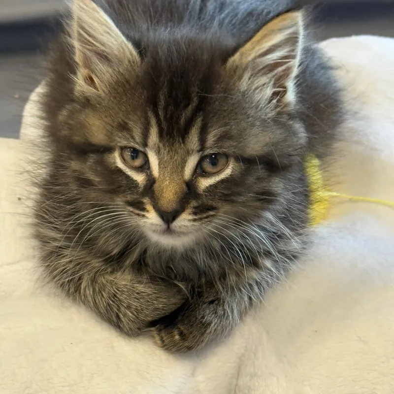 A baby medium-sized female Tabby (Brown / Chocolate) Domestic Medium Hair cat named Zena for adoption in Johnson City, TN