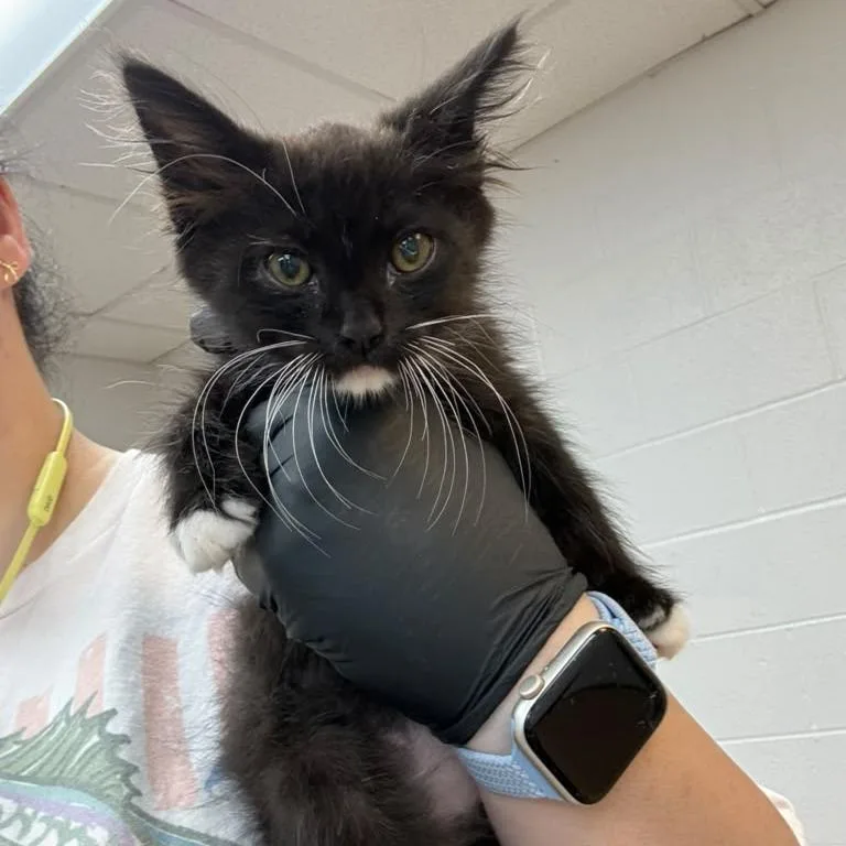 A baby small-sized male Black Domestic Medium Hair cat named Chairman Snugglepaws for adoption in Gadsden, AL