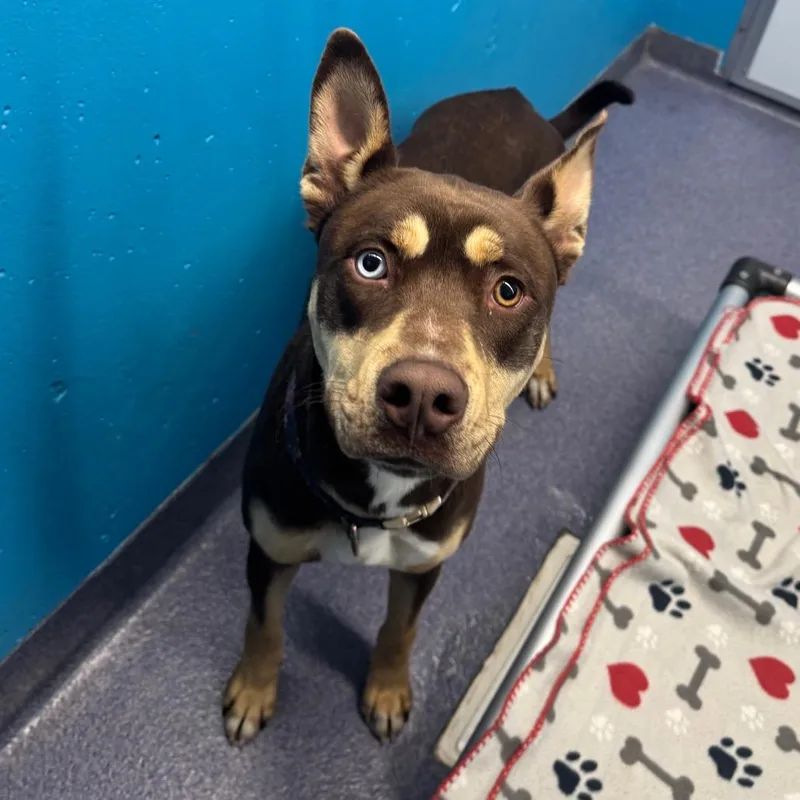 A young medium-sized female Brown / Chocolate Mixed Breed dog named Aerith for adoption in Edwardsville, IL