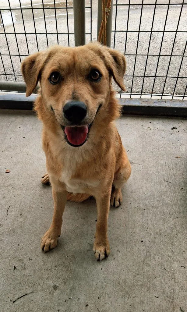 A young medium-sized male Terrier dog named Goldy for adoption in Seguin, TX