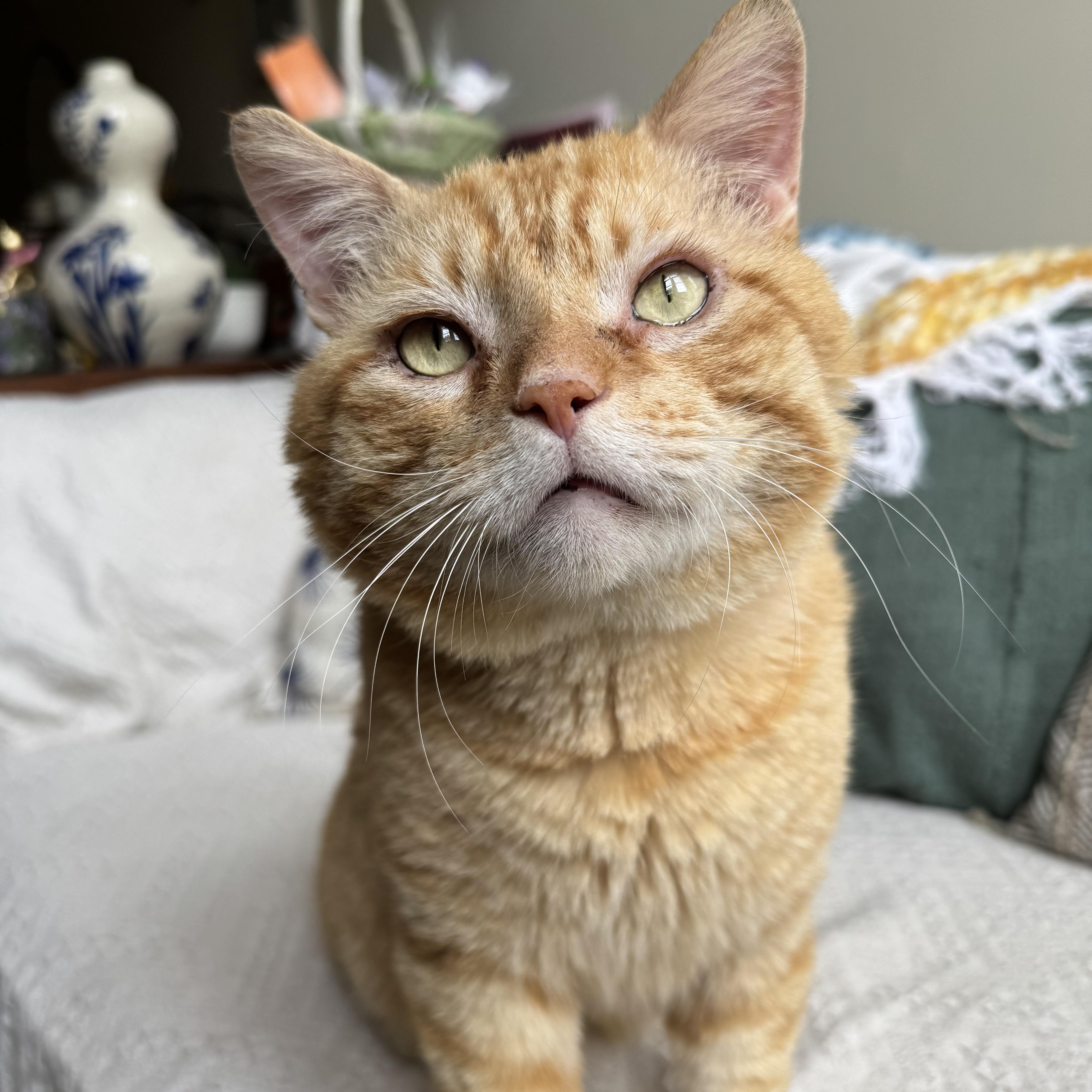 A senior medium-sized male Tabby (Orange / Red) Tabby cat named Brutus for adoption in Columbia, SC
