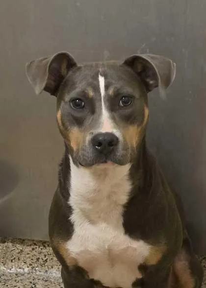 An adult medium-sized female Pit Bull Terrier dog named Sally for adoption in Aiken, SC
