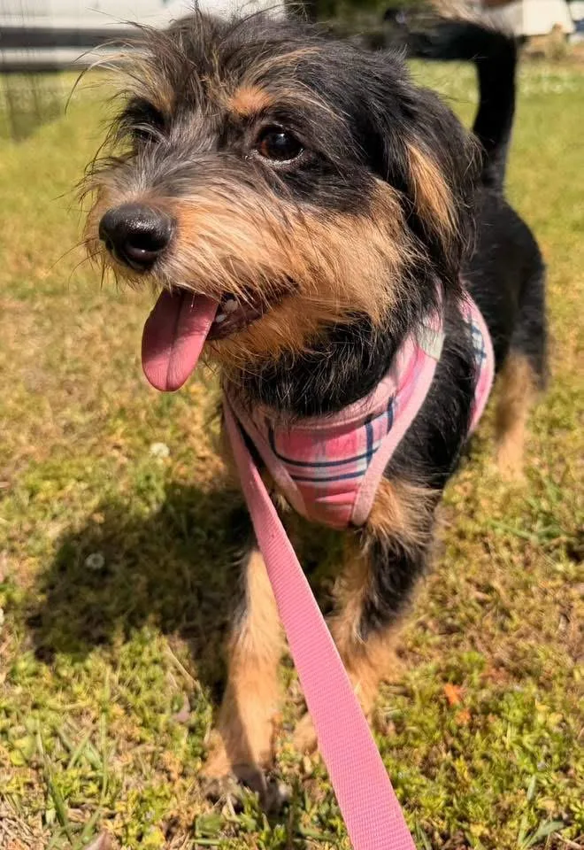 Honeybear thumbnail 3