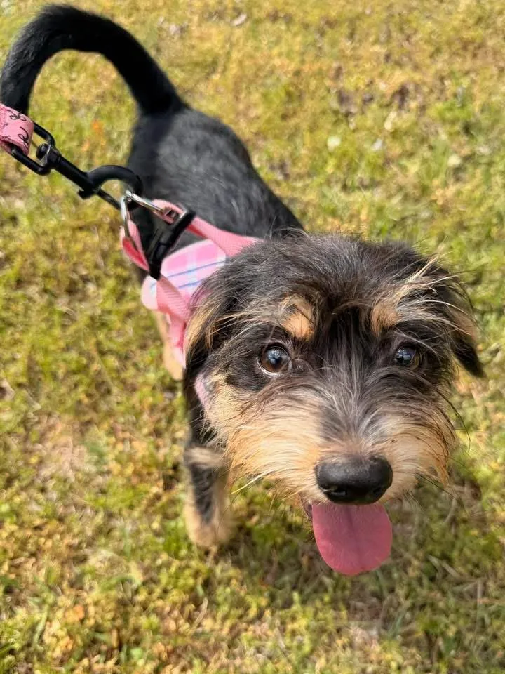 Honeybear thumbnail 4