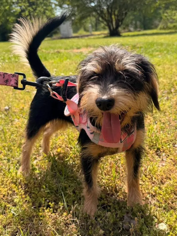 Honeybear thumbnail 5