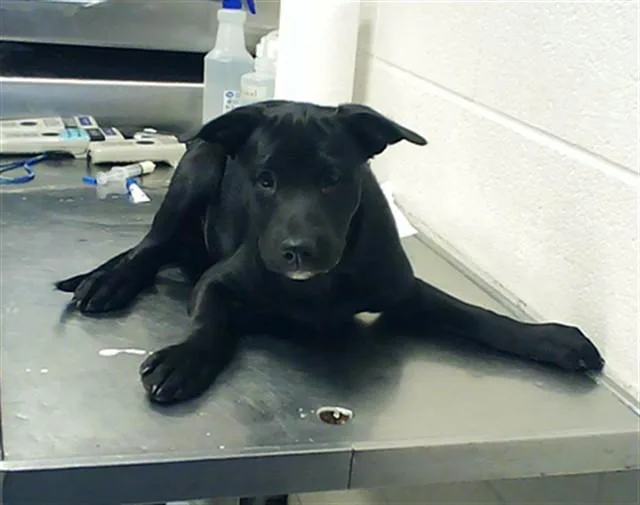 A baby small-sized female Pit Bull Terrier dog named Christmas for adoption in Fayetteville, NC