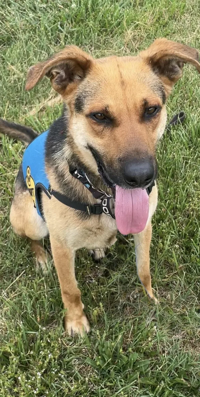 A young medium-sized male Black German Shepherd Dog dog named Jones for adoption in Heathsville, VA