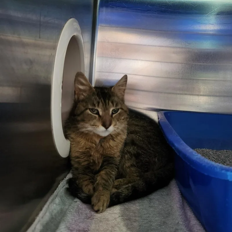 A young medium-sized female Brown / Chocolate Domestic Short Hair cat named Sweet Clover for adoption in Grand Rapids, MI
