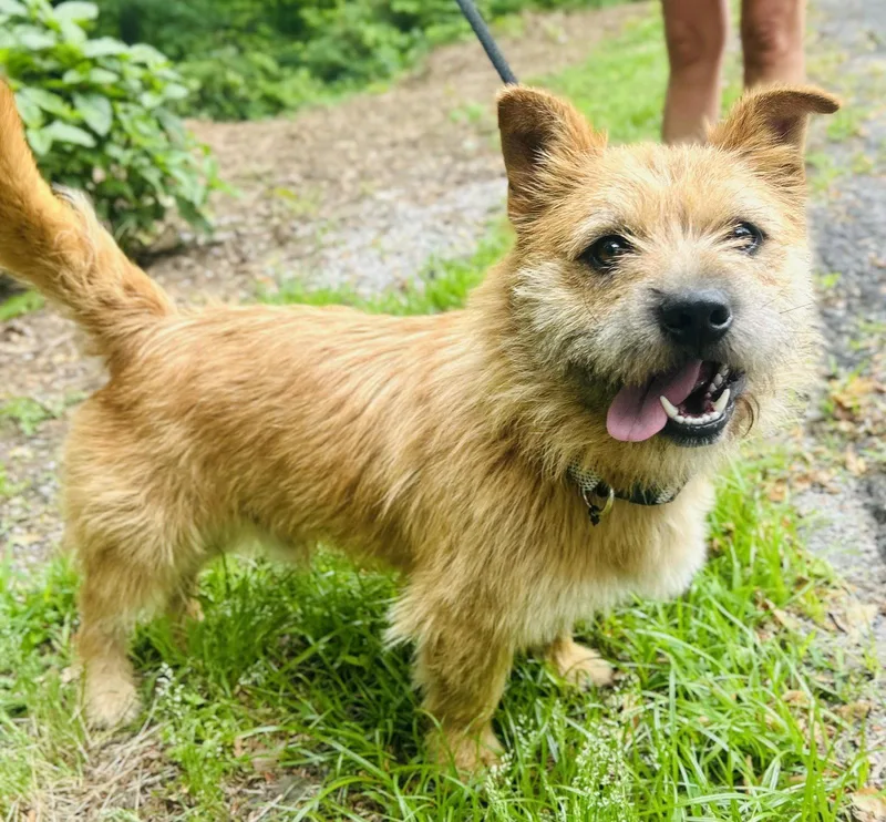 A young small-sized male Terrier dog named Finny for adoption in Clarkesville, GA