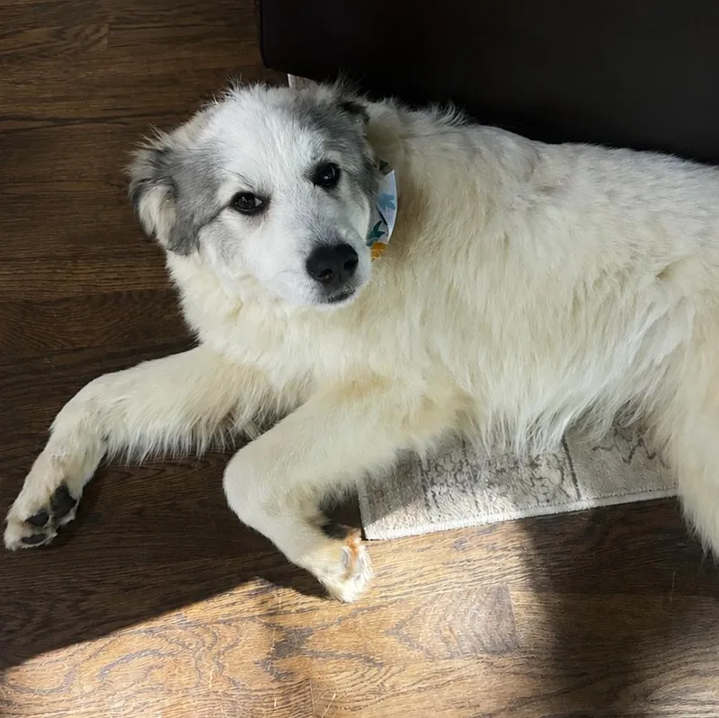 A young medium-sized male Great Pyrenees dog named Aster Posy for adoption in Atlanta, GA