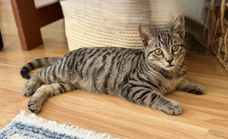 A baby small-sized male Tabby (Brown / Chocolate) Domestic Short Hair cat named Tiger for adoption in San Rafael, CA