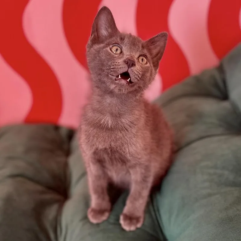 A baby small-sized male Gray / Blue / Silver Domestic Short Hair cat named Ash for adoption in Forest Park, IL