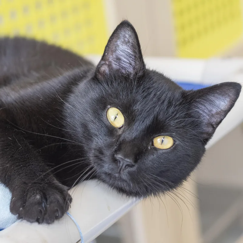 An adult medium-sized male Black Domestic Short Hair cat named Sharpie for adoption in Pontiac, MI