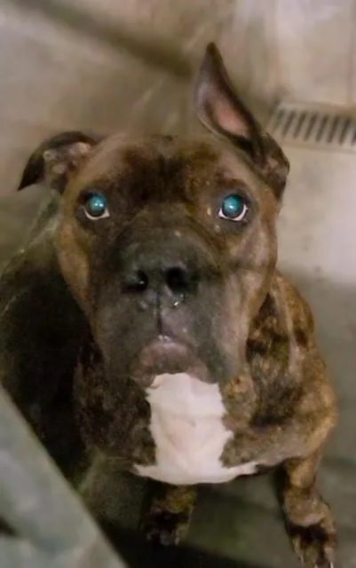 An adult large-sized male Pit Bull Terrier dog named Andrew for adoption in Los Angeles, CA