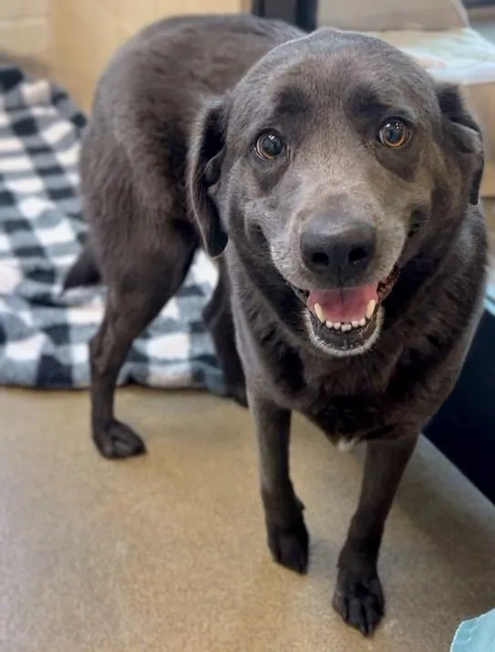 An adult large-sized female Labrador Retriever dog named Sugar Plum for adoption in Southold, NY