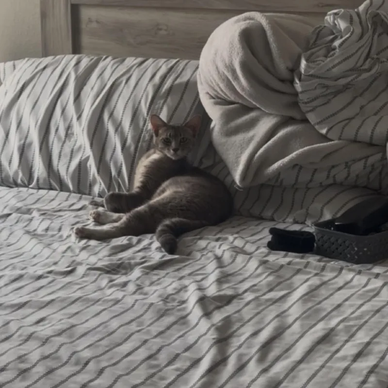 An adult small-sized female Gray / Blue / Silver Domestic Short Hair cat named Chai for adoption in Las Vegas, NV