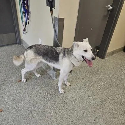 An adult large-sized female German Shepherd Dog dog named Dolly for adoption in Kansas City, MO