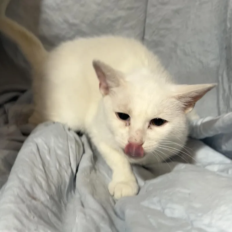 A young medium-sized female White Domestic Short Hair cat named Snow White GoldenVicary for adoption in Columbia, MO