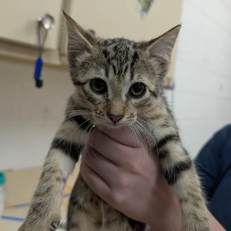 A baby small-sized female Black Domestic Short Hair cat named Emma for adoption in Ardmore, OK