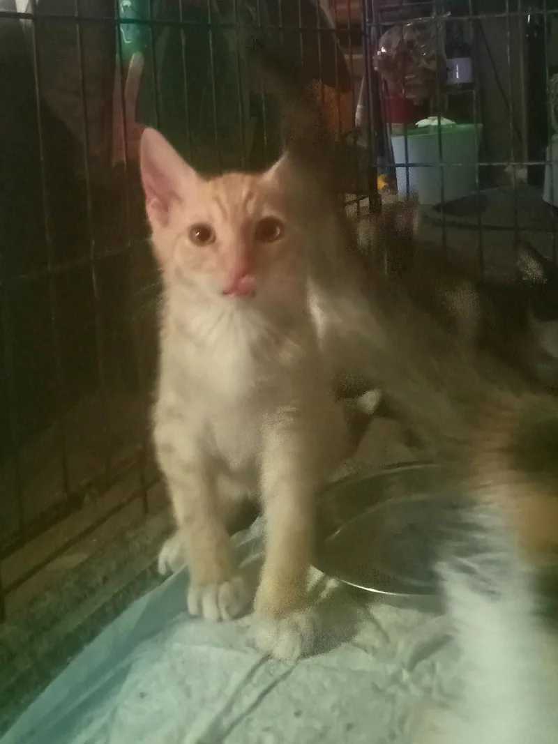 A baby medium-sized male Orange & White Domestic Short Hair cat named Spanky for adoption in Chandler, AZ
