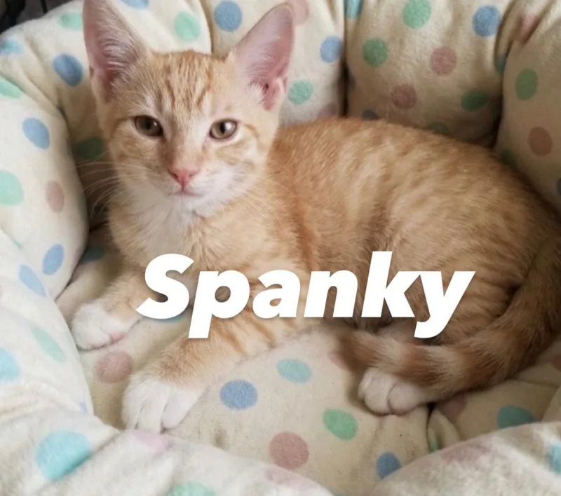 Spanky thumbnail 2