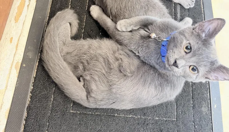 A baby small-sized male Domestic Medium Hair cat named Derpy for adoption in Philadelphia, PA