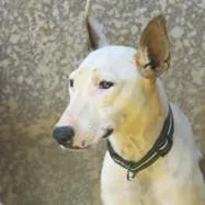 An adult medium-sized female Bull Terrier dog named Huli for adoption in Kansas City, MO