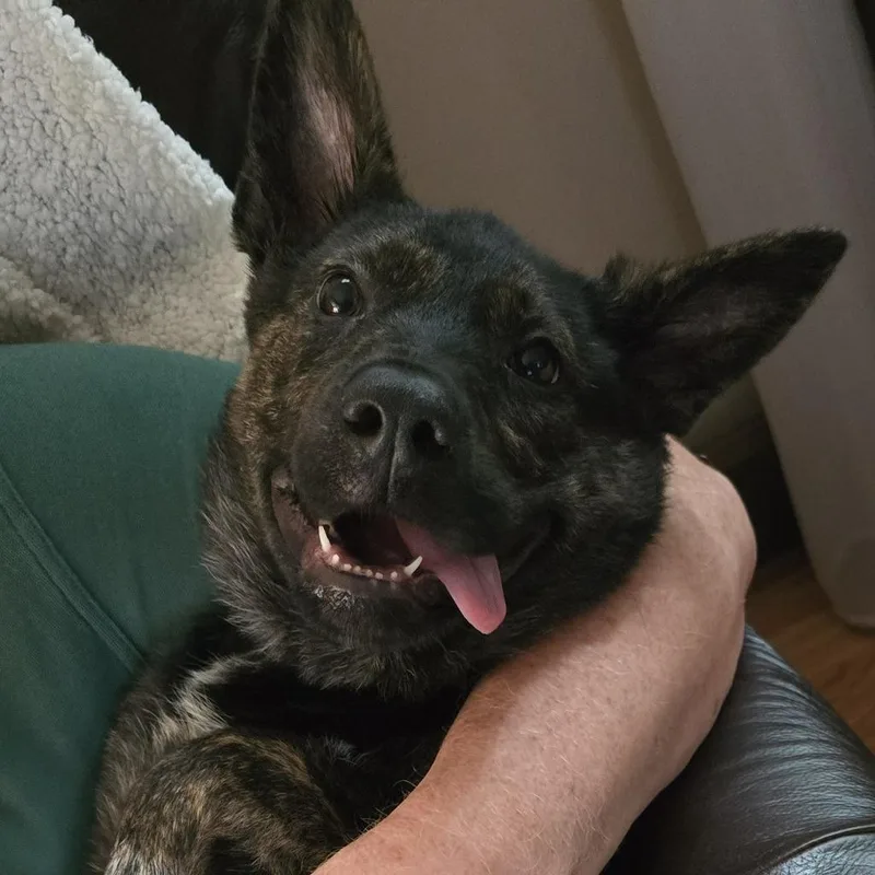 A baby medium-sized female Cattle Dog dog named Bingo fka Tok for adoption in Minneapolis, MN
