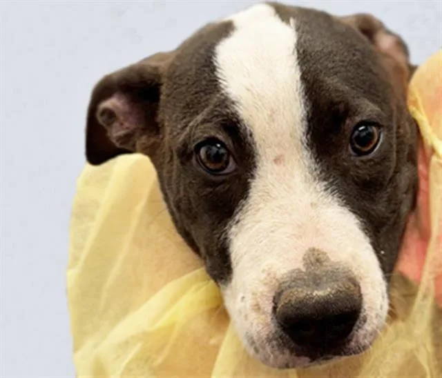 A baby small-sized female Pit Bull Terrier dog named Sheena for adoption in Tucson, AZ