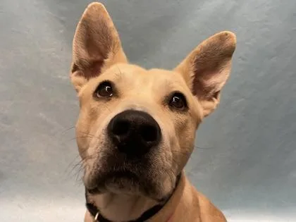 An adult large-sized female Shepherd dog named Gilda for adoption in Golden Valley, MN