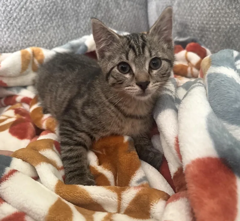 A baby small-sized male Tabby (Brown / Chocolate) Domestic Short Hair cat named Fire Star for adoption in Maineville, OH