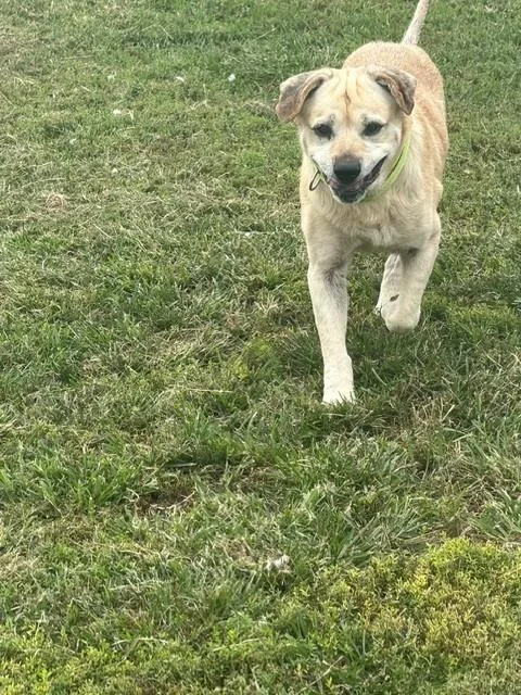 A senior medium-sized male Yellow Labrador Retriever dog named Elroy for adoption in Augusta, WV