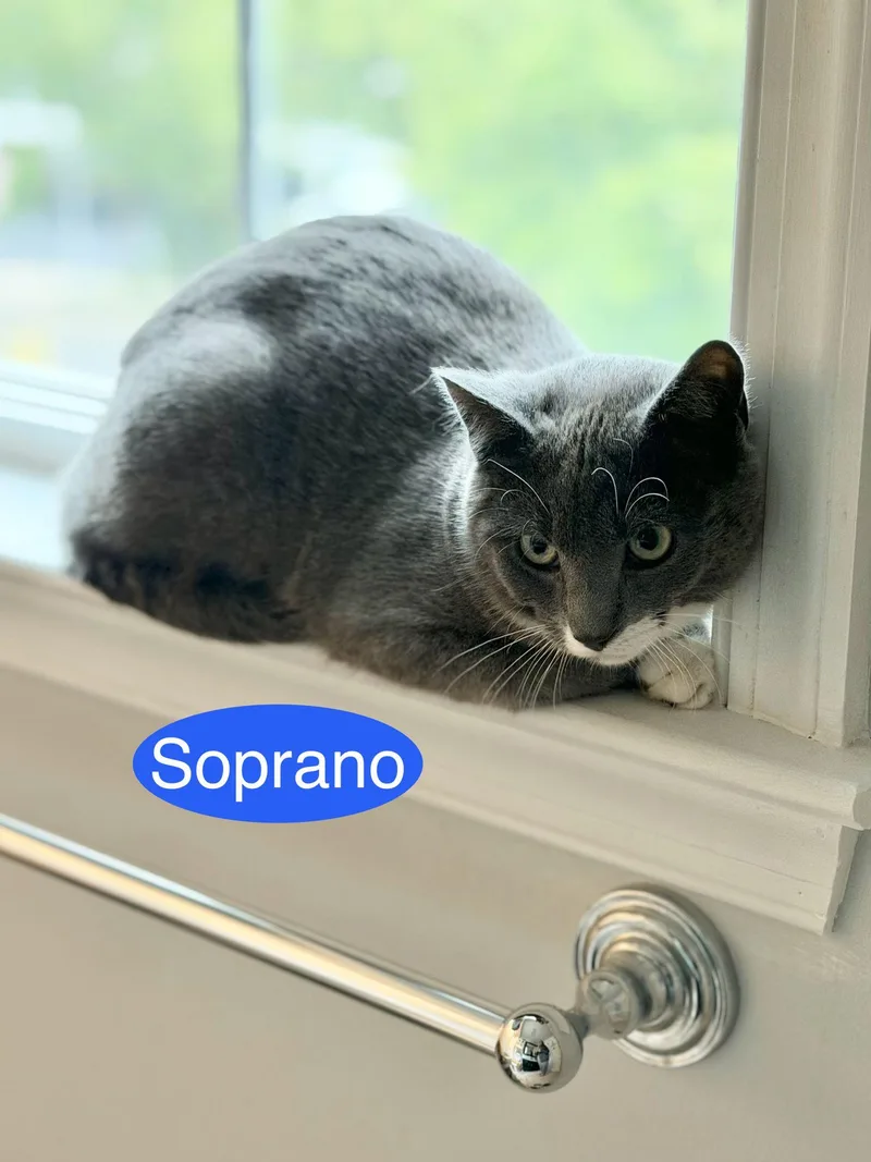 A young medium-sized male Gray / Blue / Silver Domestic Short Hair cat named Soprano for adoption in Spring Lake, NJ