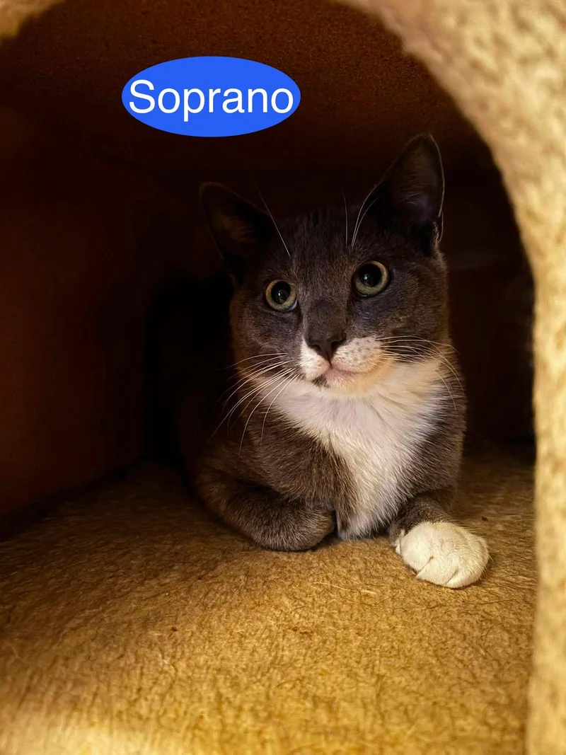 Soprano thumbnail 2
