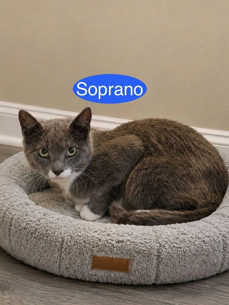 Soprano thumbnail 3