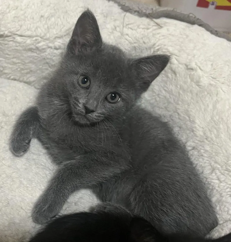 A baby medium-sized female Gray / Blue / Silver Domestic Short Hair cat named Sparkles for adoption in Lafayette, CO