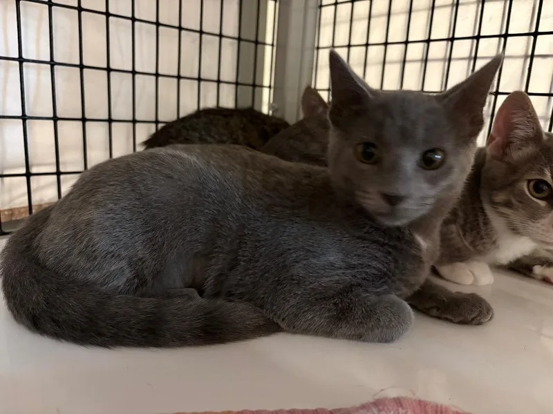 A baby medium-sized female Domestic Short Hair cat named Turmeric for adoption in Raleigh, NC
