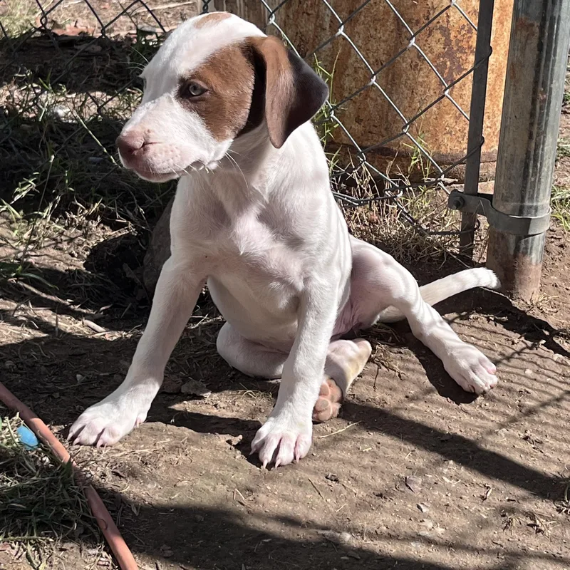 A baby medium-sized female Hound dog named Roxy for adoption in Chicopee, MA