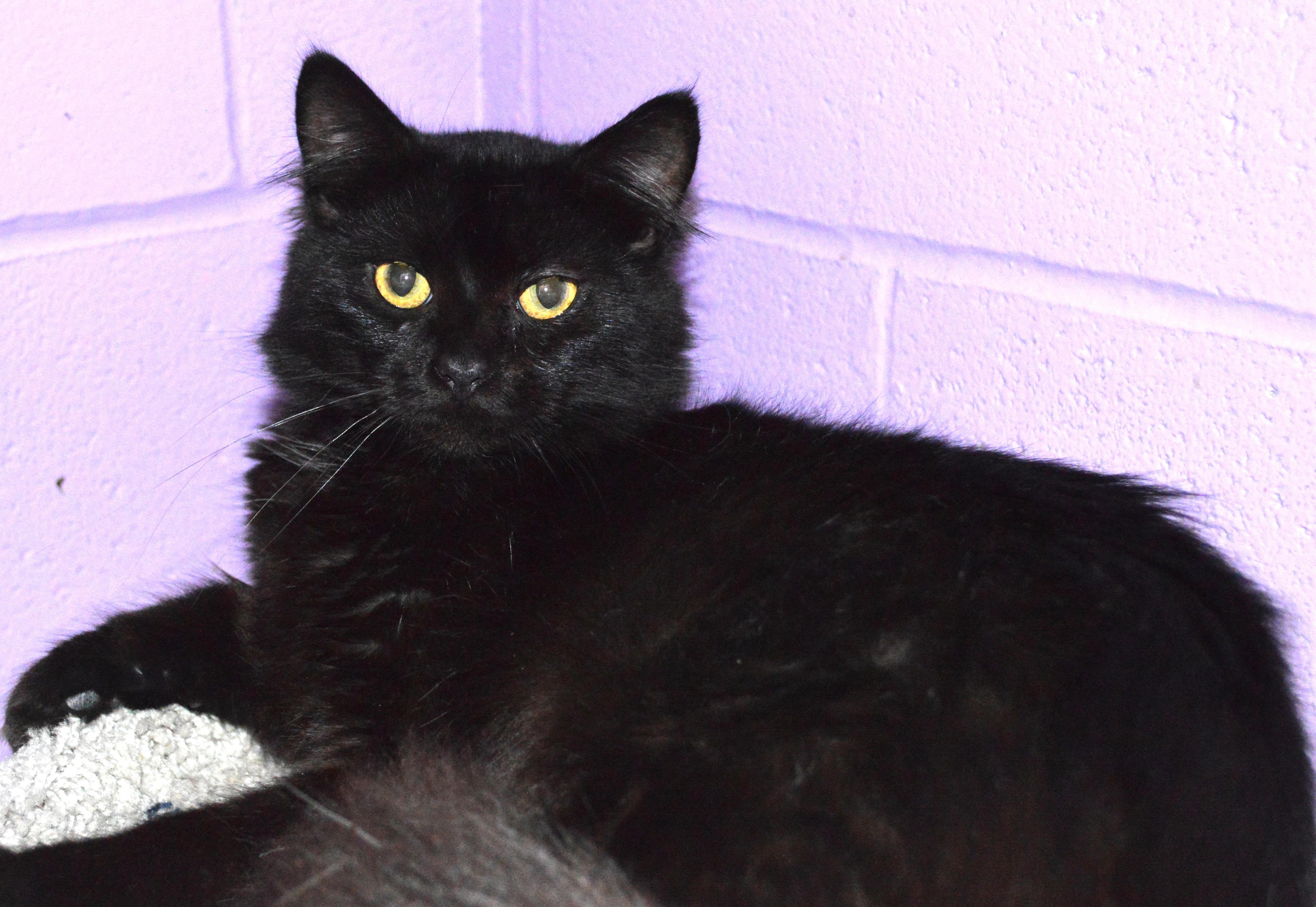 A young medium-sized male Black Domestic Long Hair cat named Myles for adoption in House Springs, MO