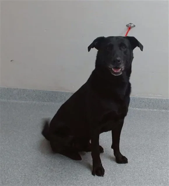 An adult large-sized male Labrador Retriever dog named A for adoption in Pasadena, TX