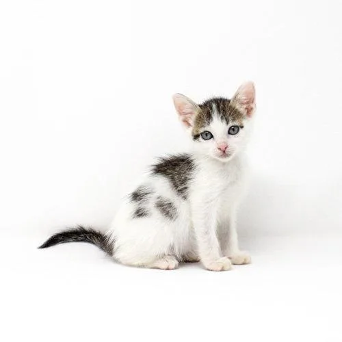A baby medium-sized male Domestic Short Hair cat named Grouse for adoption in Florence, AZ