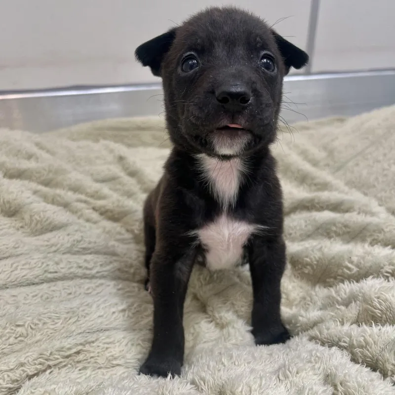 A baby medium-sized male Black Rottweiler dog named Kronk for adoption in Murray, UT