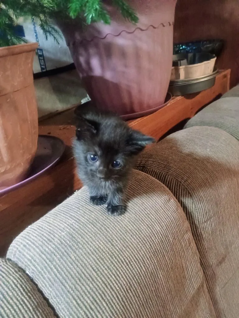 A baby medium-sized female Domestic Short Hair cat named Darkness for adoption in Richland Hills, TX
