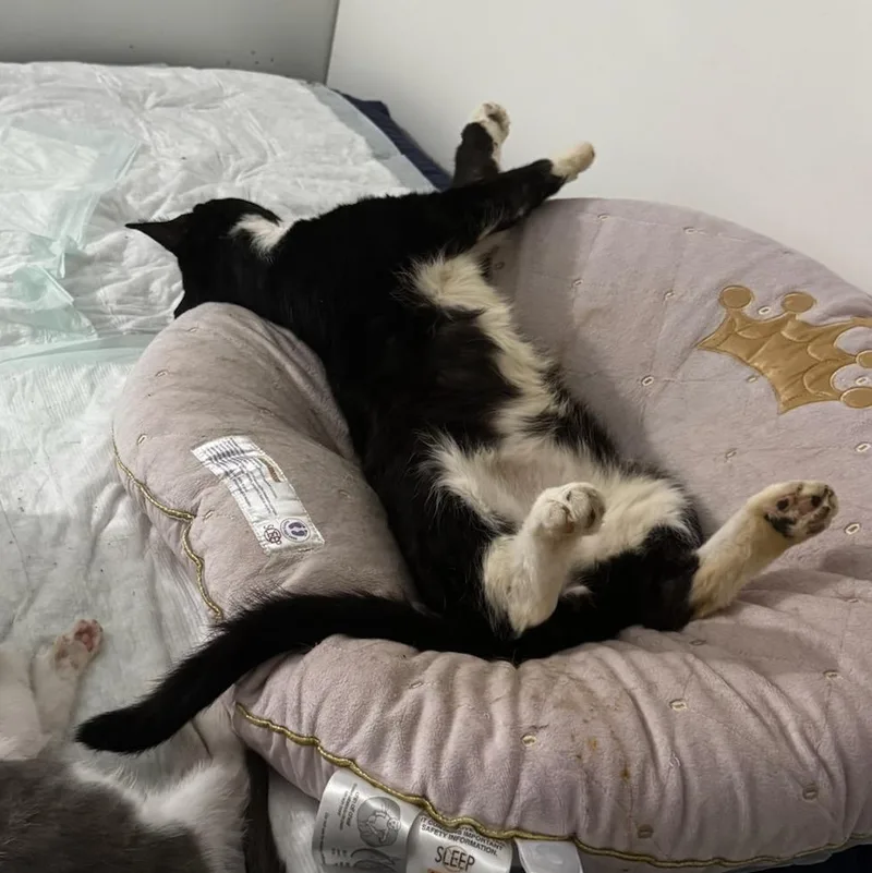 Mr. Mustachio thumbnail 2