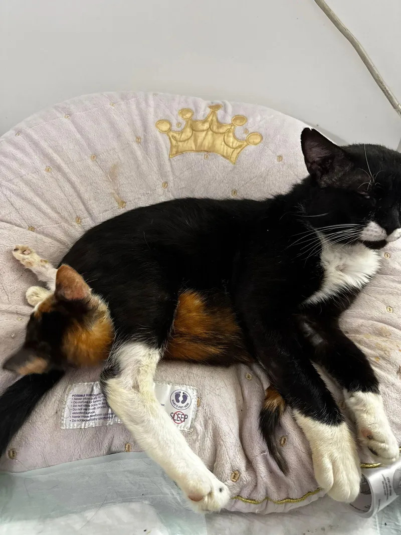 Mr. Mustachio thumbnail 3