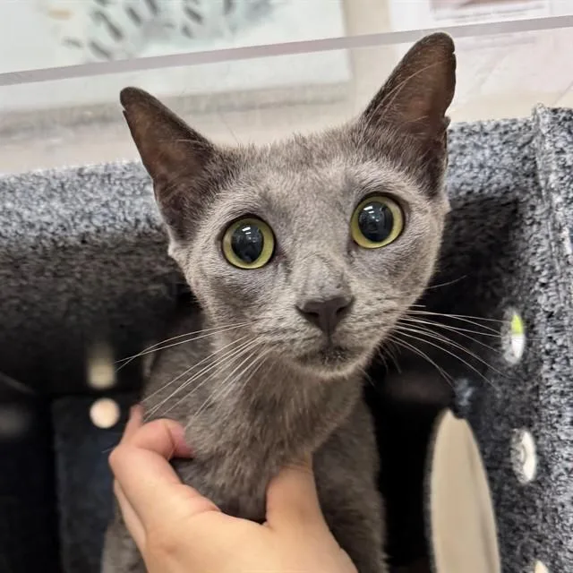 A young medium-sized female Domestic Short Hair cat named Edith for adoption in Naples, FL