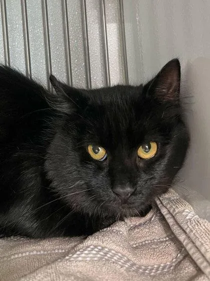 An adult medium-sized male Domestic Medium Hair cat named Smokey for adoption in Elmira, NY