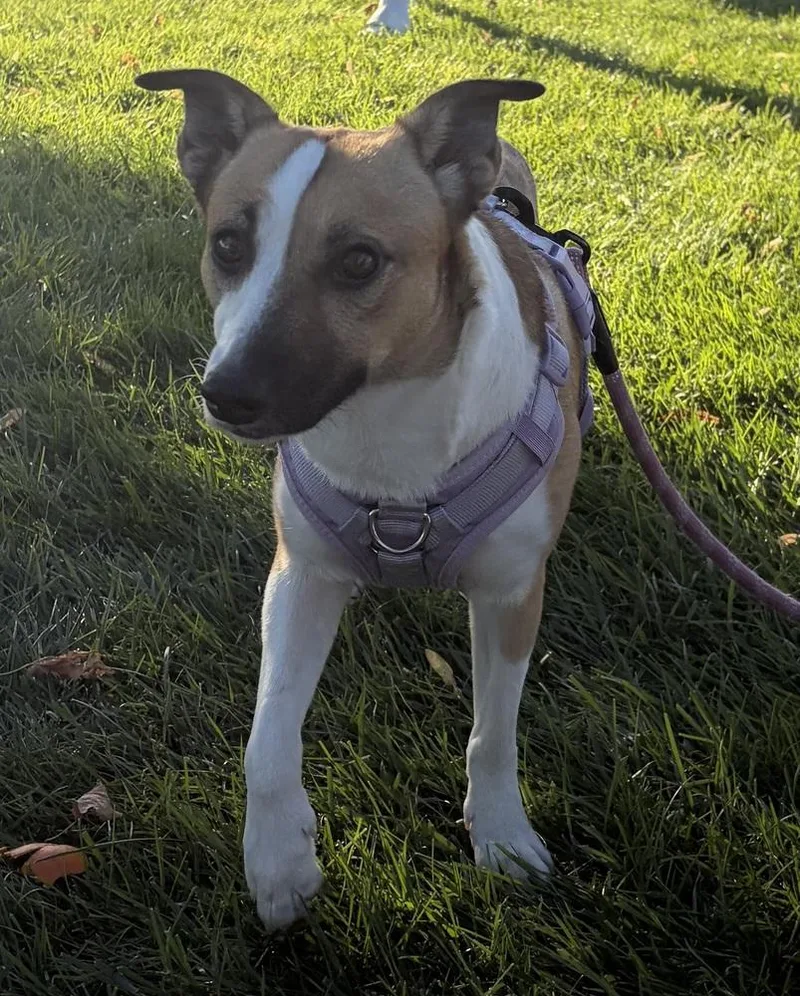 A young medium-sized female Tricolor (Brown, Black, & White) Husky dog named Daisy for adoption in Fremont, NE