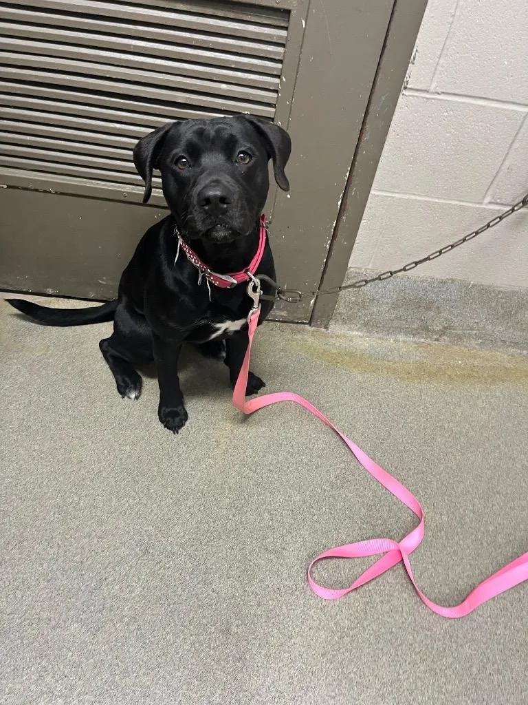 A young large-sized female Labrador Retriever dog named Basil for adoption in Hopkinsville, KY