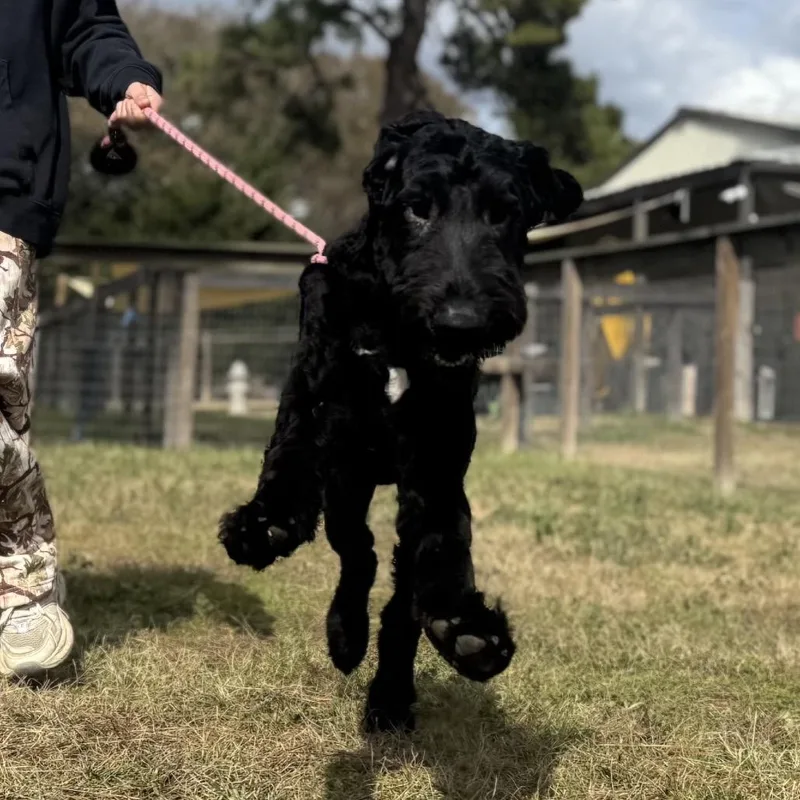 Cruz Terry thumbnail 5